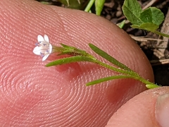 Allophyllum capillare