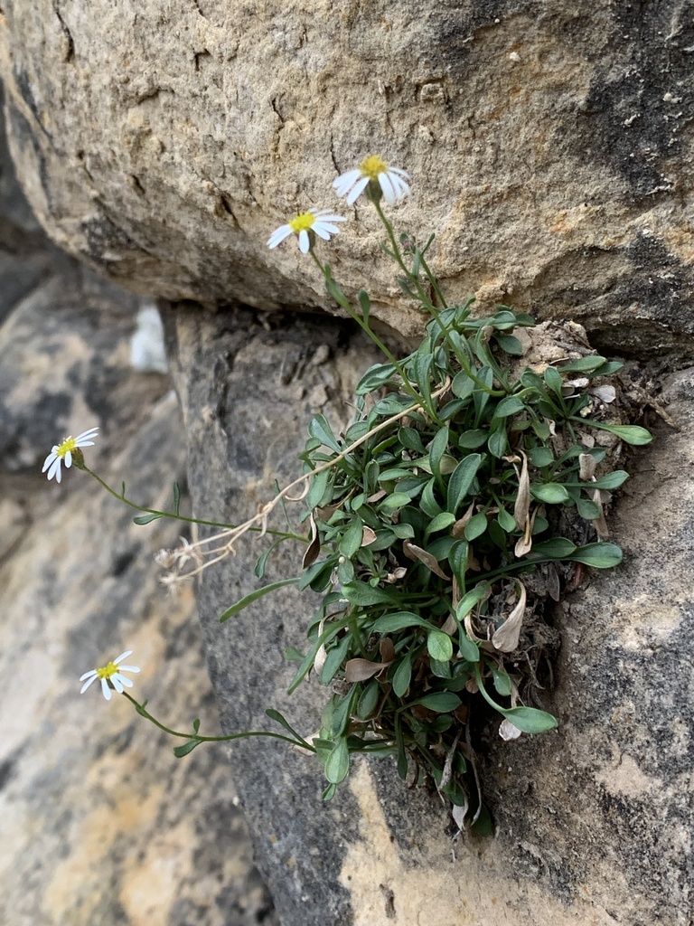 Kachina Fleabane
