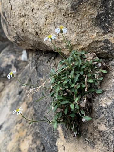 Kachina Fleabane (Erigeron kachinensis)