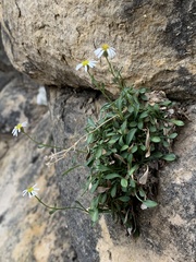 Erigeron kachinensis