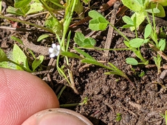 Allophyllum capillare