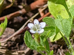 Allophyllum capillare
