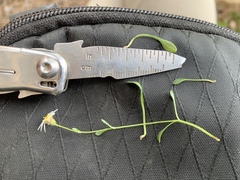 Erigeron kachinensis