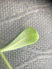 Erigeron kachinensis