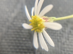 Erigeron kachinensis