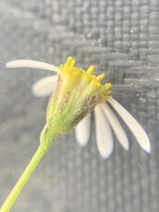 Erigeron kachinensis