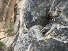 Erigeron kachinensis