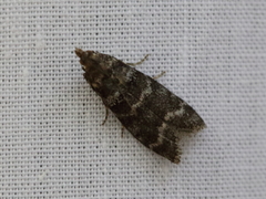 Ortholepis pasadamia
