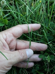 Phleum pratense nodosum