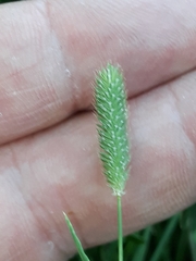 Phleum pratense nodosum