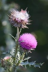 Carduus