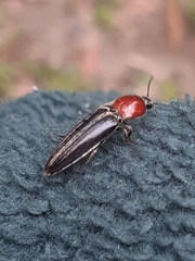 Agriotes sublineatus