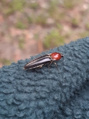 Agriotes sublineatus