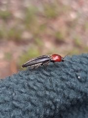 Agriotes sublineatus