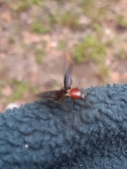 Agriotes sublineatus