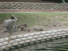 Nycticorax nycticorax