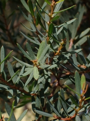 Pultenaea flexilis