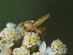 Meromyza femorata