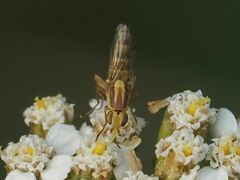 Meromyza femorata