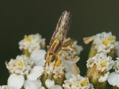 Meromyza femorata