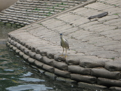 Nycticorax nycticorax