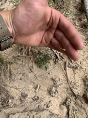 Erigeron kachinensis