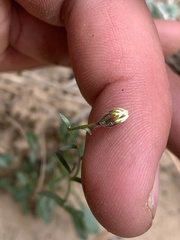Erigeron kachinensis