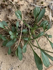 Erigeron kachinensis