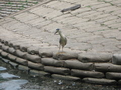 Nycticorax nycticorax
