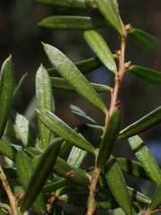 Pultenaea flexilis