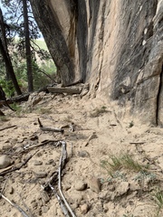 Erigeron kachinensis
