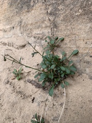 Erigeron kachinensis