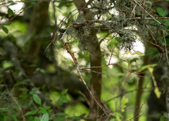 Aphylla angustifolia