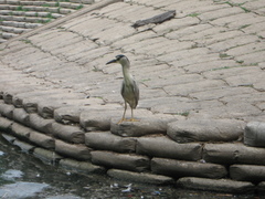 Nycticorax nycticorax