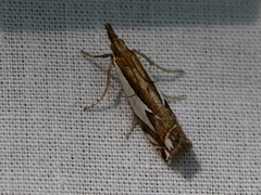 Crambus bidens