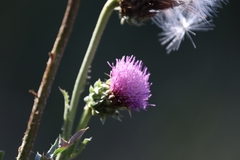 Carduus