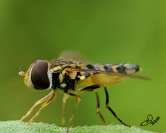 Toxomerus occidentalis