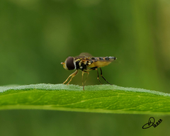 Toxomerus occidentalis