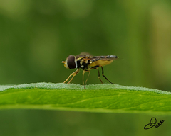 Toxomerus occidentalis