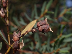 Pultenaea flexilis