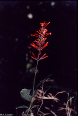 Odontonema callistachyum