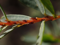 Pultenaea flexilis