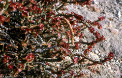 Anabasis articulata