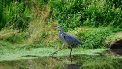 Ardea cinerea
