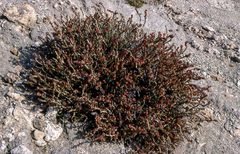 Anabasis articulata