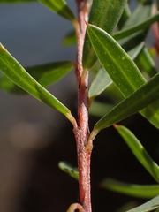 Pultenaea flexilis