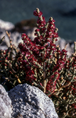 Anabasis articulata