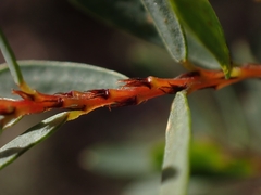 Pultenaea flexilis