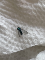 Condylostylus pruinosus