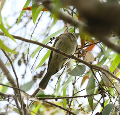 Lichmera indistincta